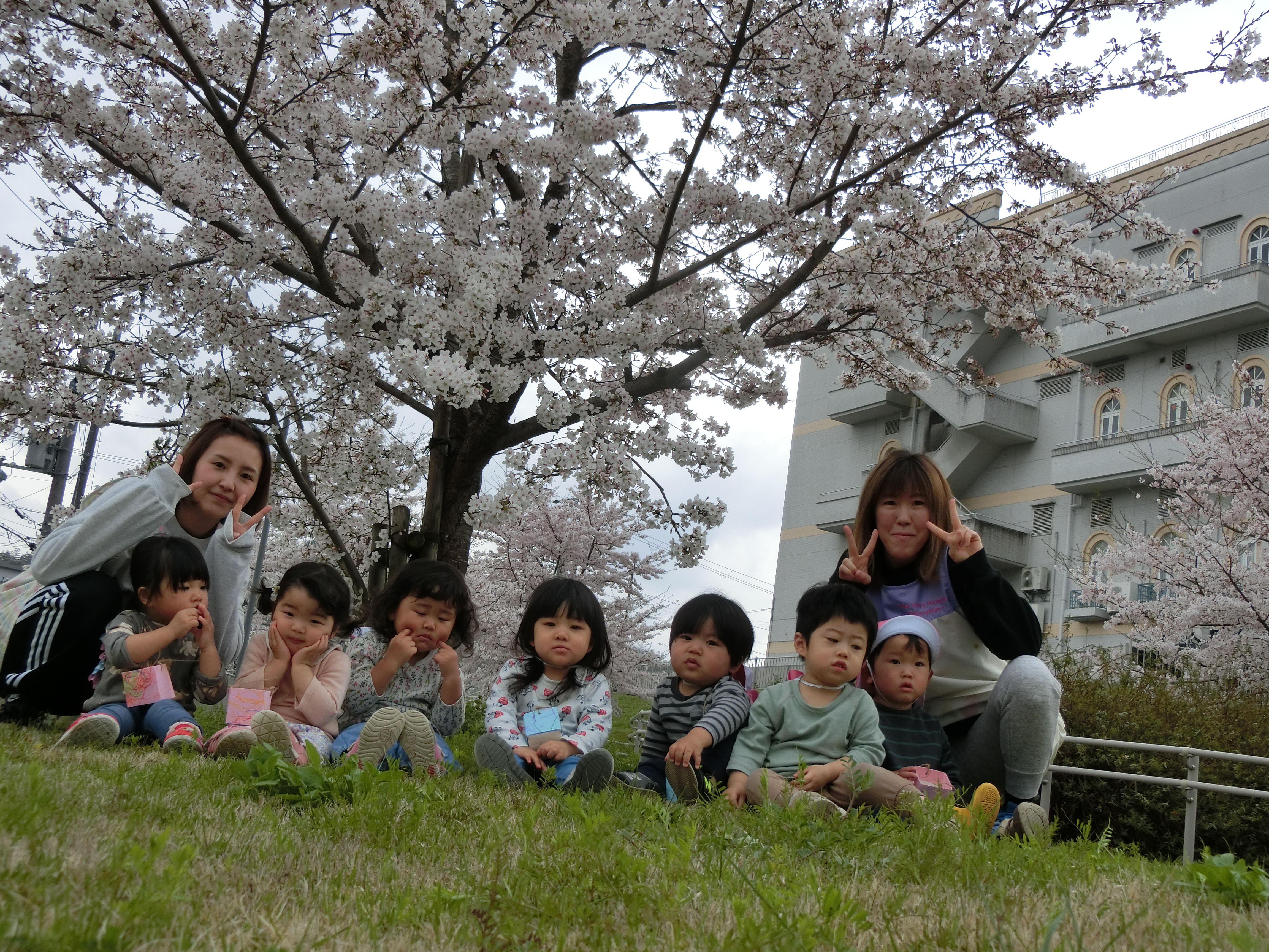 ぞうグループ　満開の桜の下でパチリ！