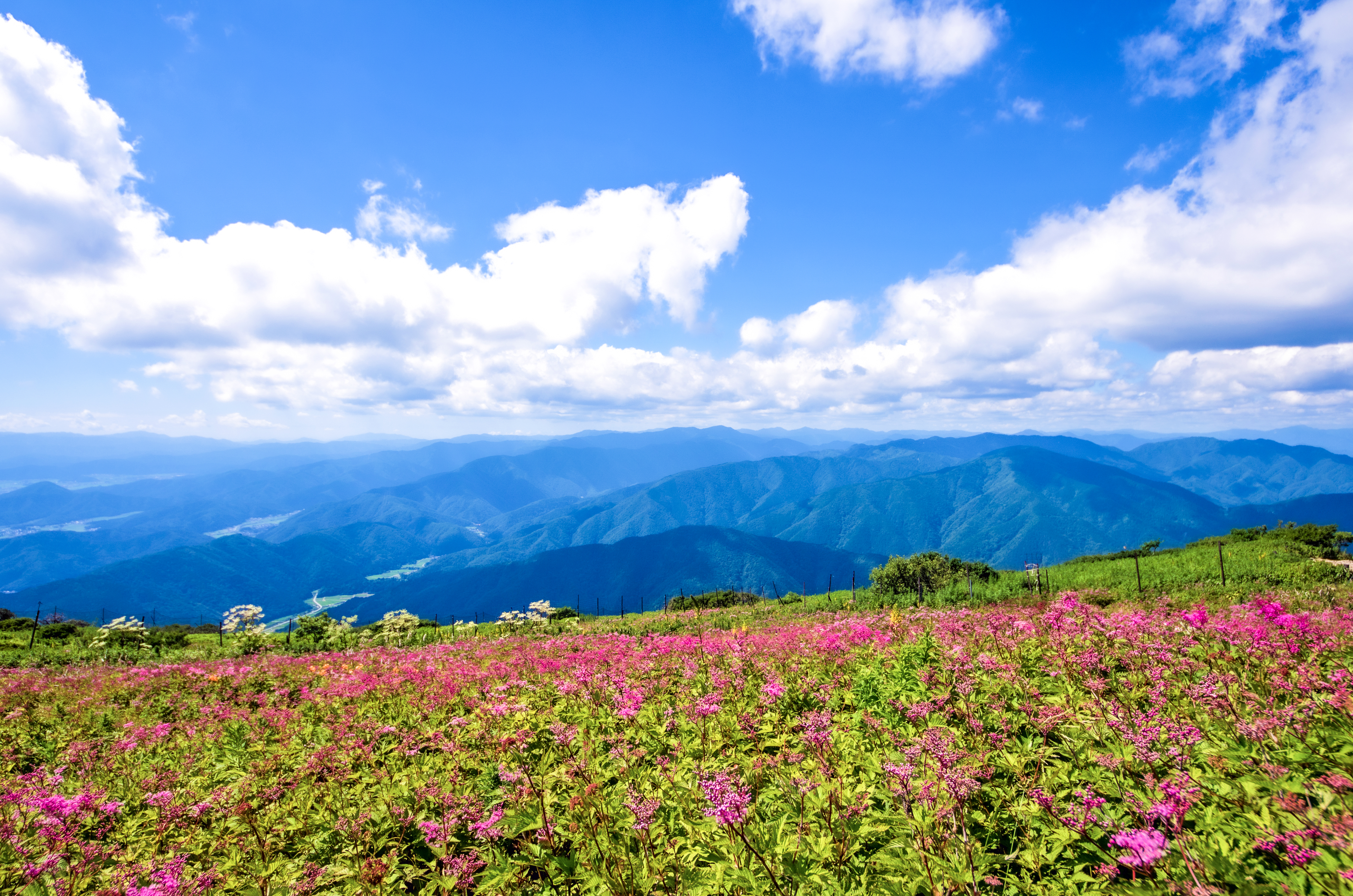 伊吹山シモツケソウ群落(西登山道)