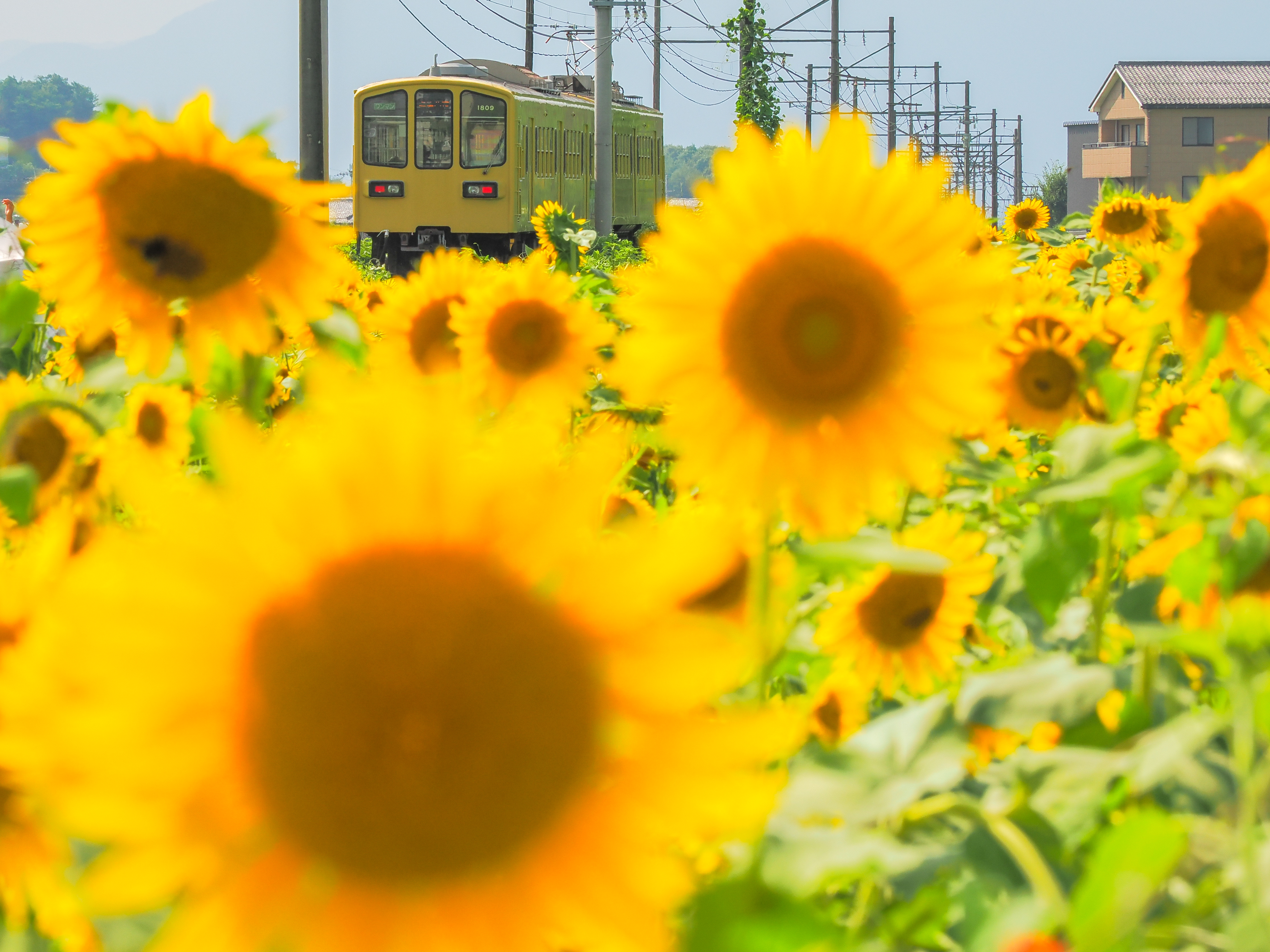 8月