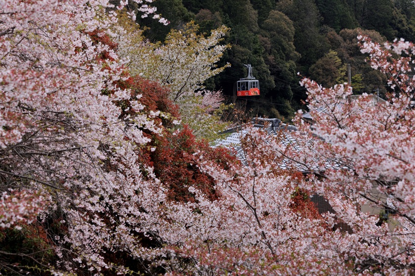 八幡山絶景賞