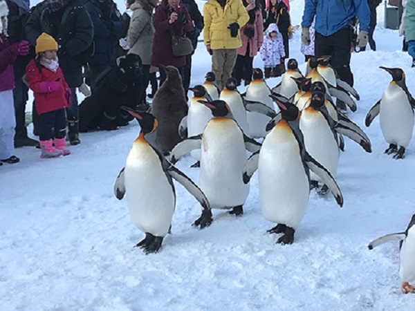 ペンギン
