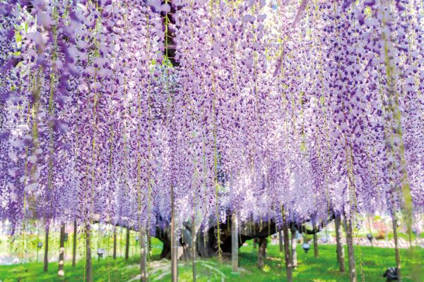 あしかがフラワーパーク