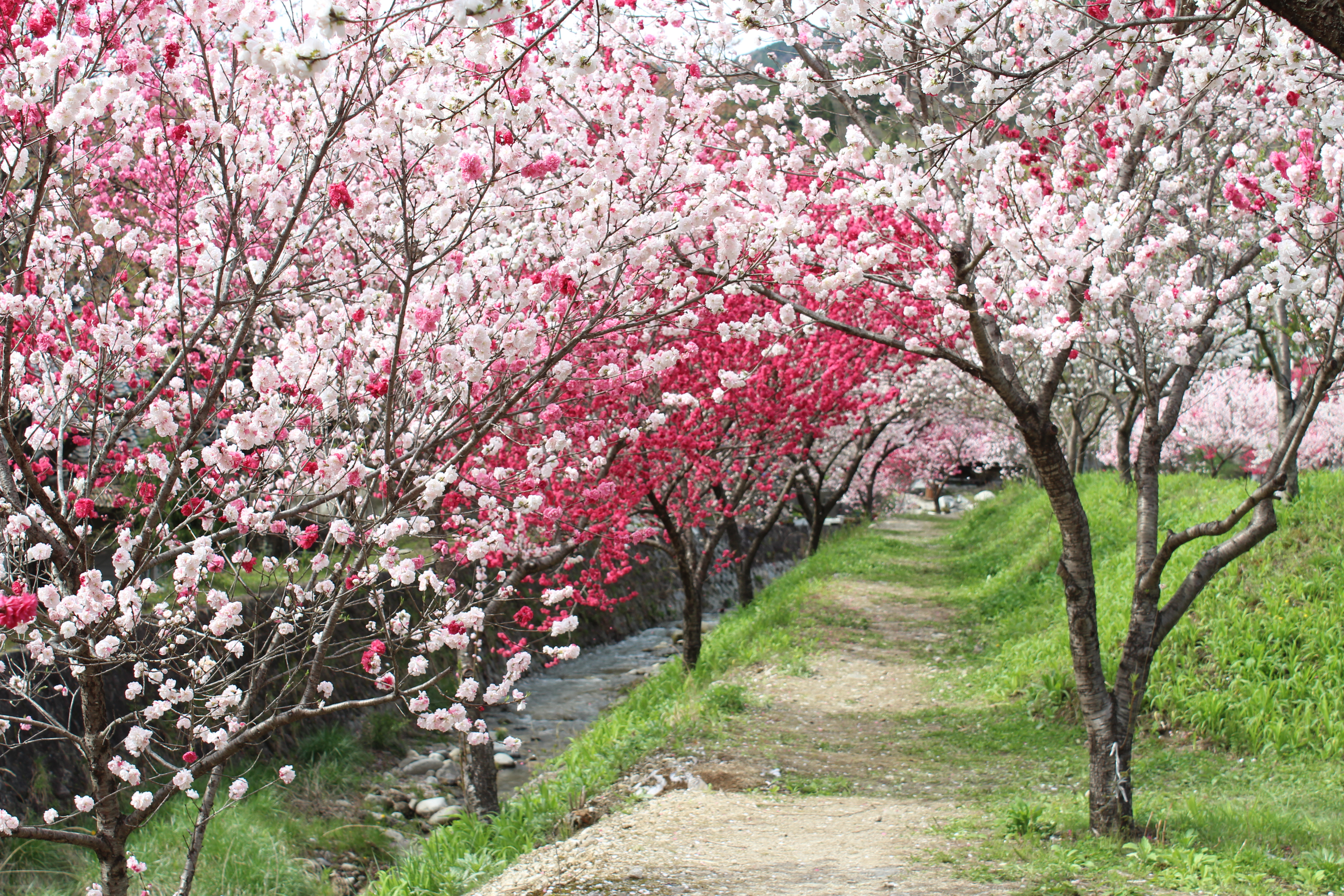 花桃