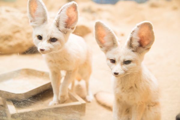 伊豆シャボテン公園