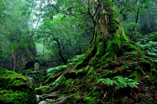 山歩